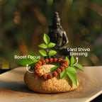 5 Mukhi Rudraksha Bracelet for Peace, Health, Spiritual Growth & Positive Energy